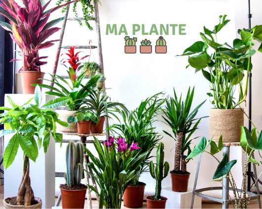 Vente de plantes